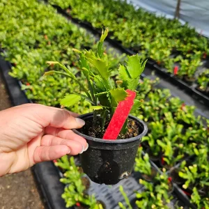Thanksgiving Cactus Live Plant - Schlumbergera Holiday Cactus - 4 Inch Pot - Indoor - Image 3