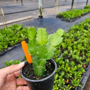 Thanksgiving Cactus Live Plant - Schlumbergera Holiday Cactus - 4 Inch Pot - Indoor - Image 4