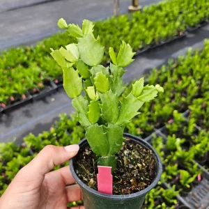 Thanksgiving Cactus Live Plant - Schlumbergera Holiday Cactus - 4 Inch Pot - Indoor - Image 5