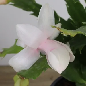 Thanksgiving Cactus Live Plant - Schlumbergera Holiday Cactus - 4 Inch Pot - Indoor - Image 6