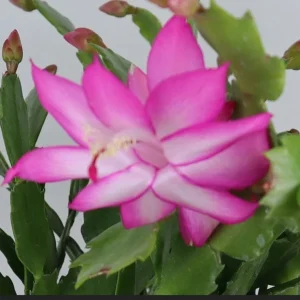 Thanksgiving Cactus Live Plant - Schlumbergera Holiday Cactus - 4 Inch Pot - Indoor - Image 7