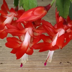 Thanksgiving Cactus Live Plant - Schlumbergera Holiday Cactus - 4 Inch Pot - Indoor - Image 8