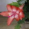 Thanksgiving Cactus Live Plant - Schlumbergera Holiday Cactus - 4 Inch Pot - Indoor - Image 1