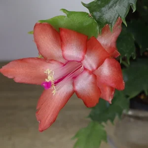 Thanksgiving Cactus Live Plant - Schlumbergera Holiday Cactus - 4 Inch Pot - Indoor - Image 1