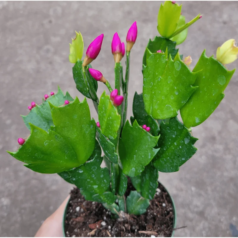 Thanksgiving Cactus Succulent Live Plant 2 Inch Pot Indoor Outdoor - Image 3