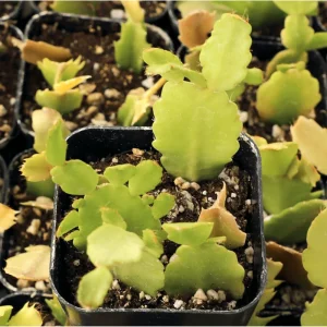 Thanksgiving Cactus Succulent Live Plant 2 Inch Pot Indoor Outdoor - Image 4