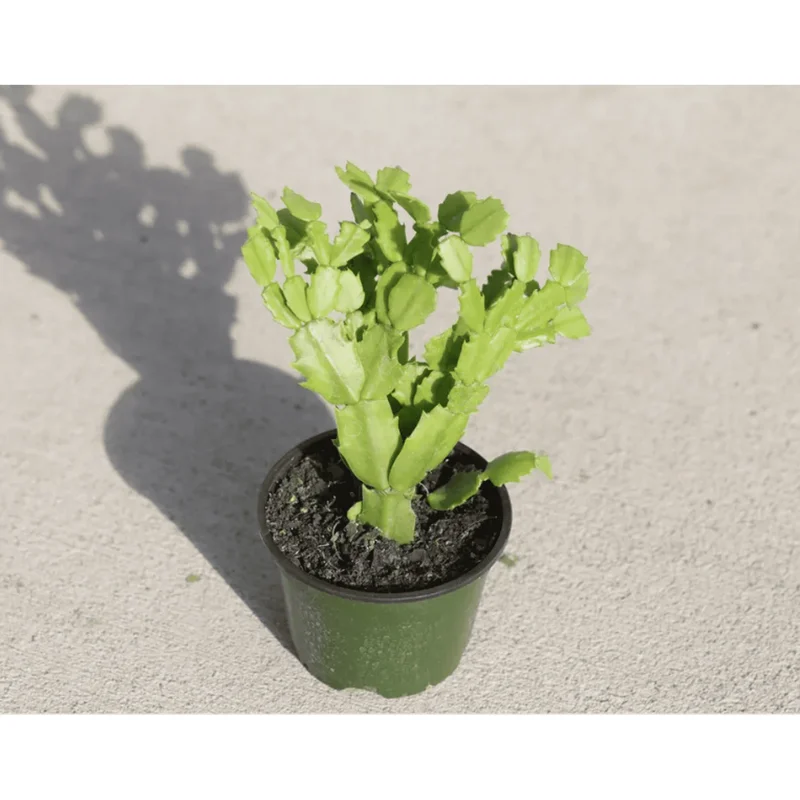 Thanksgiving Cactus Succulent Live Plant 2 Inch Pot Indoor Outdoor - Image 6