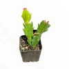 Thanksgiving Cactus Succulent Live Plant 2 Inch Pot Indoor Outdoor - Image 1
