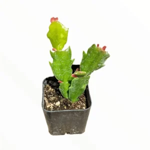 Thanksgiving Cactus Succulent Live Plant 2 Inch Pot Indoor Outdoor - Image 1