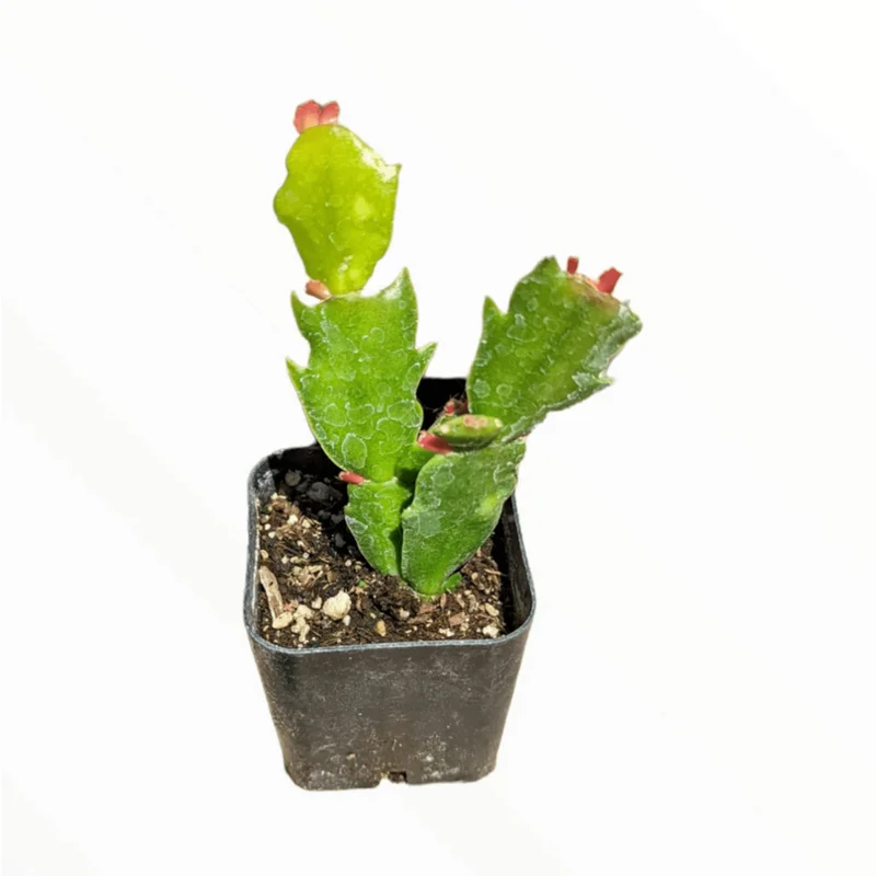 Thanksgiving Cactus Succulent Live Plant 2 Inch Pot Indoor Outdoor - Image 1
