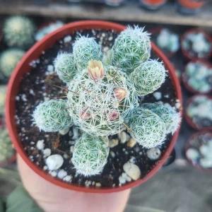 Thimble Cactus Live Plant – Rare Mammillaria gracilis Fragilis – 4in Pot - Image 2