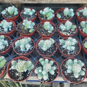 Thimble Cactus Live Plant – Rare Mammillaria gracilis Fragilis – 4in Pot - Image 3