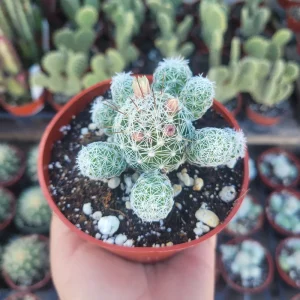 Thimble Cactus Live Plant – Rare Mammillaria gracilis Fragilis – 4in Pot - Image 1