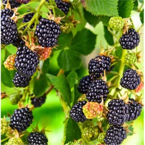 Thornless Blackberry Bushes Live Plants - 2 Pack, 4-8 Inch Tall, Outdoor Berry Bush - Image 2