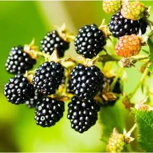 Thornless Blackberry Bushes Live Plants - 2 Pack, 4-8 Inch Tall, Outdoor Berry Bush - Image 1
