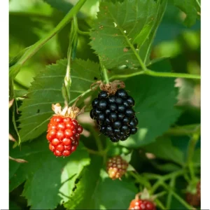 Thornless Blackberry Bushes Live Plants - 2 Pack, 4-8 Inch Tall, Outdoor Berry Bush - Image 3