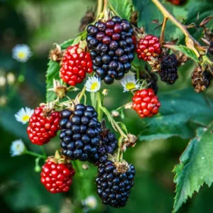 Thornless Blackberry Bushes Live Plants - 2 Pack, 4-8 Inch Tall, Outdoor Berry Bush - Image 4
