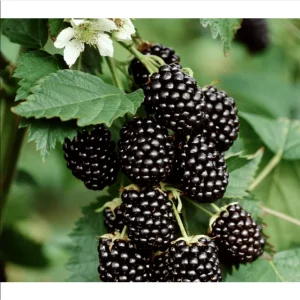 Thornless Blackberry Bushes Live Plants - 2 Pack, 4-8 Inch Tall, Outdoor Berry Bush - Image 5