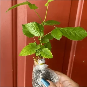 Thornless Blackberry Bushes Live Plants - 2 Pack, 4-8 Inch Tall, Outdoor Berry Bush - Image 6