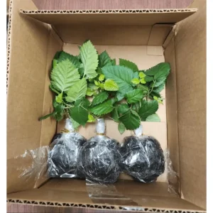 Thornless Blackberry Bushes Live Plants - 2 Pack, 4-8 Inch Tall, Outdoor Berry Bush - Image 7