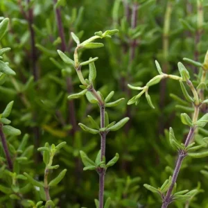 Thyme Live Plant – 7-inch Tall, 3.5-inch Pot – Aromatic Culinary Herb - Image 2
