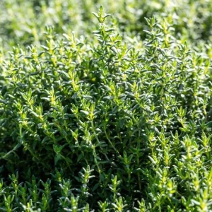Thyme Live Plant – 7-inch Tall, 3.5-inch Pot – Aromatic Culinary Herb - Image 3