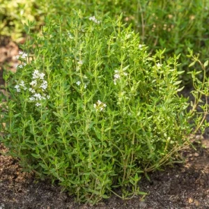 Thyme Live Plant – 7-inch Tall, 3.5-inch Pot – Aromatic Culinary Herb - Image 4