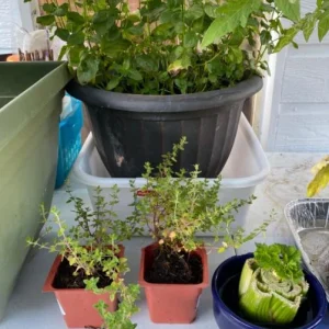 Thyme Live Plant – 7-inch Tall, 3.5-inch Pot – Aromatic Culinary Herb - Image 6