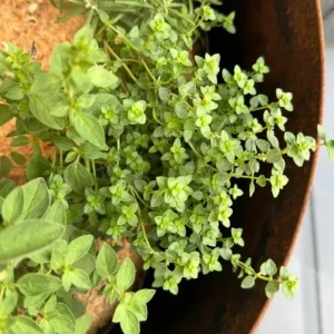 Thyme Live Plant – 7-inch Tall, 3.5-inch Pot – Aromatic Culinary Herb - Image 7