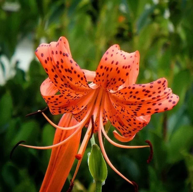 Tiger Lily Live Plant - 2 Healthy Plants in 4 Inch Pot - Hardy Flowering Perennial - Image 2