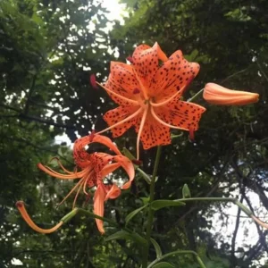 Tiger Lily Live Plant - 2 Healthy Plants in 4 Inch Pot - Hardy Flowering Perennial - Image 3