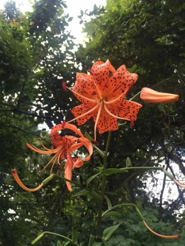 Tiger Lily Live Plant - 2 Healthy Plants in 4 Inch Pot - Hardy Flowering Perennial - Image 3