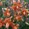 Tiger Lily Live Plant - 2 Healthy Plants in 4 Inch Pot - Hardy Flowering Perennial - Image 1