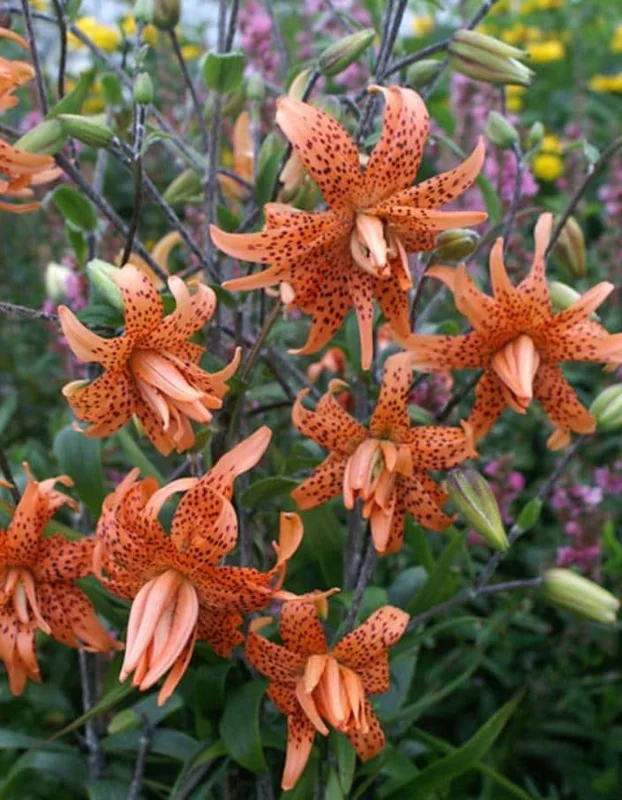 Tiger Lily Live Plant - 2 Healthy Plants in 4 Inch Pot - Hardy Flowering Perennial - Image 1