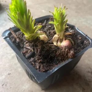 Tiger Lily Live Plant - 2 Healthy Plants in 4 Inch Pot - Hardy Flowering Perennial - Image 4