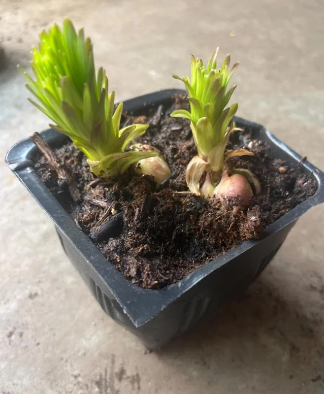 Tiger Lily Live Plant - 2 Healthy Plants in 4 Inch Pot - Hardy Flowering Perennial - Image 4