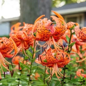 Tiger Lily Live Plant - 2 Healthy Plants in 4 Inch Pot - Hardy Flowering Perennial - Image 5
