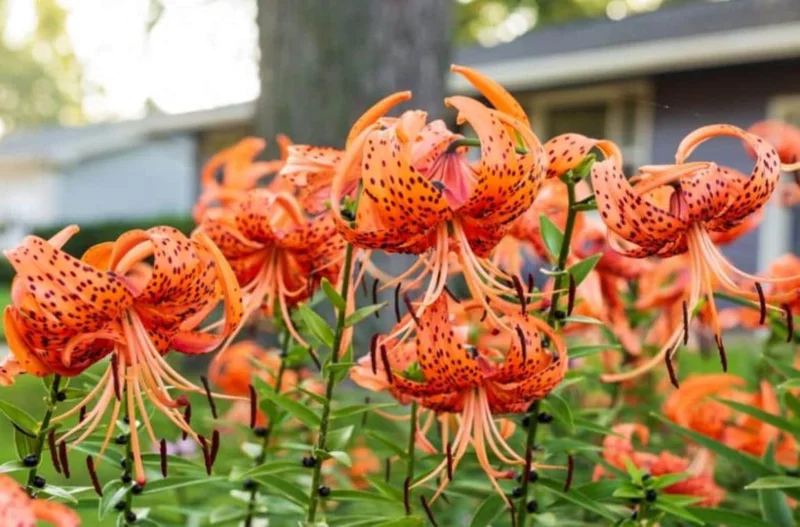 Tiger Lily Live Plant - 2 Healthy Plants in 4 Inch Pot - Hardy Flowering Perennial - Image 5