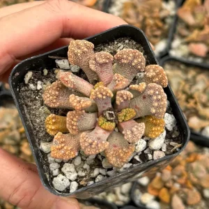 Titanopsis calcarea Live Plant – Concrete Leaf Succulent – Jewel Plant – 2 Inch Pot - Image 2