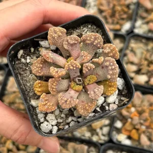 Titanopsis calcarea Live Plant – Concrete Leaf Succulent – Jewel Plant – 2 Inch Pot - Image 3