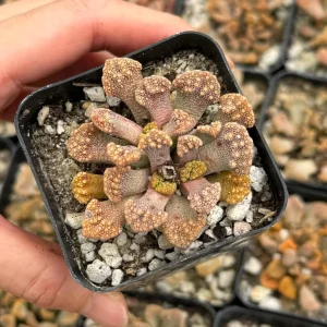 Titanopsis calcarea Live Plant – Concrete Leaf Succulent – Jewel Plant – 2 Inch Pot - Image 3