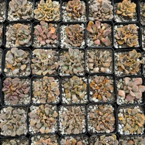 Titanopsis calcarea Live Plant – Concrete Leaf Succulent – Jewel Plant – 2 Inch Pot - Image 4