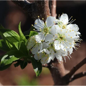Toka Bubblegum Plum Tree Live Plant, 6-12 Inch Grafted Starter, Hardy Fruit Tree - Image 5