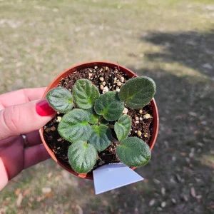 Tomahawk African Violet Live Plant - Young Starter in 4 Inch Pot, Indoor - Image 2