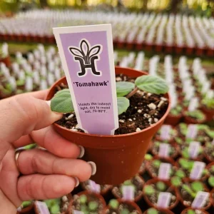 Tomahawk African Violet Live Plant - Young Starter in 4 Inch Pot, Indoor - Image 3