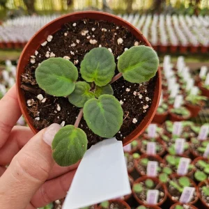 Tomahawk African Violet Live Plant - Young Starter in 4 Inch Pot, Indoor - Image 4