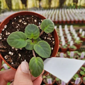 Tomahawk African Violet Live Plant - Young Starter in 4 Inch Pot, Indoor - Image 5