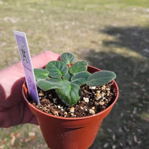 Tomahawk African Violet Live Plant - Young Starter in 4 Inch Pot, Indoor - Image 6
