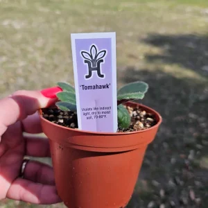 Tomahawk African Violet Live Plant - Young Starter in 4 Inch Pot, Indoor - Image 7