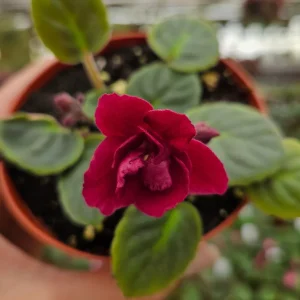 Tomahawk African Violet Live Plant - Young Starter in 4 Inch Pot, Indoor - Image 8